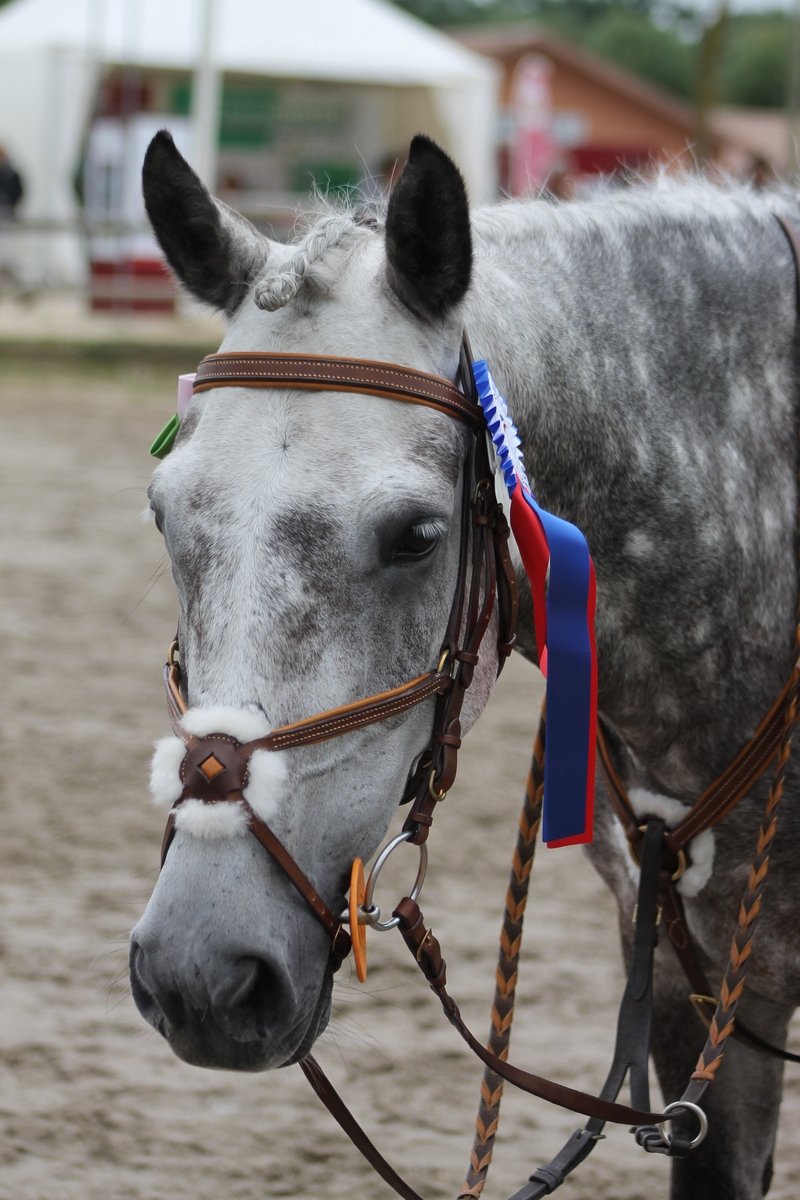 bridon collier de chasse cso cuir 2