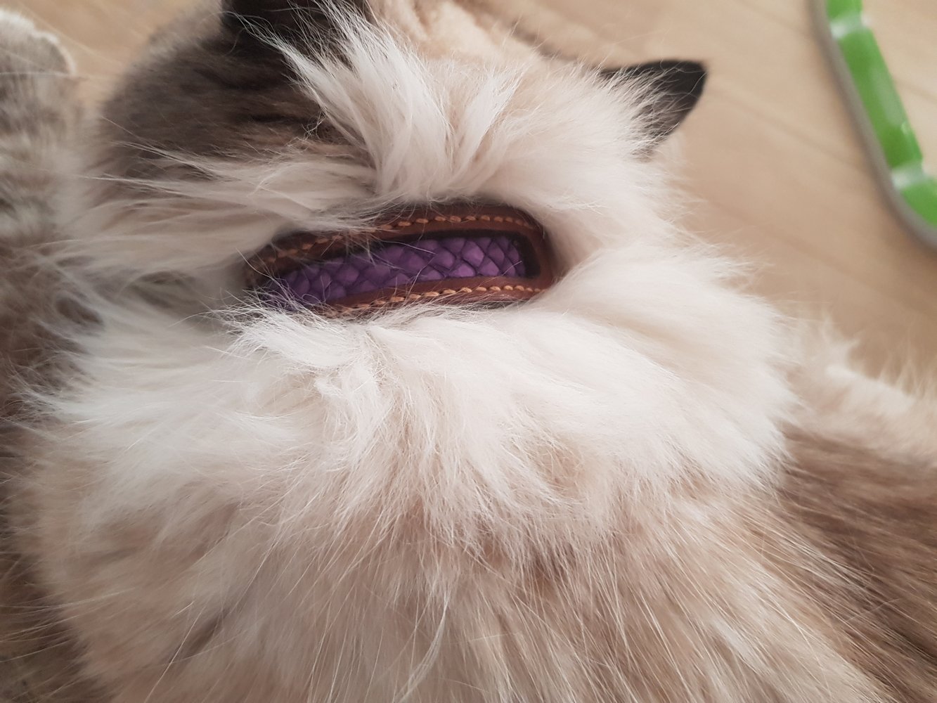 collier chat sur mesure cuir haut de gamme original