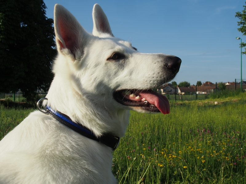 collier chien sur mesure cuir