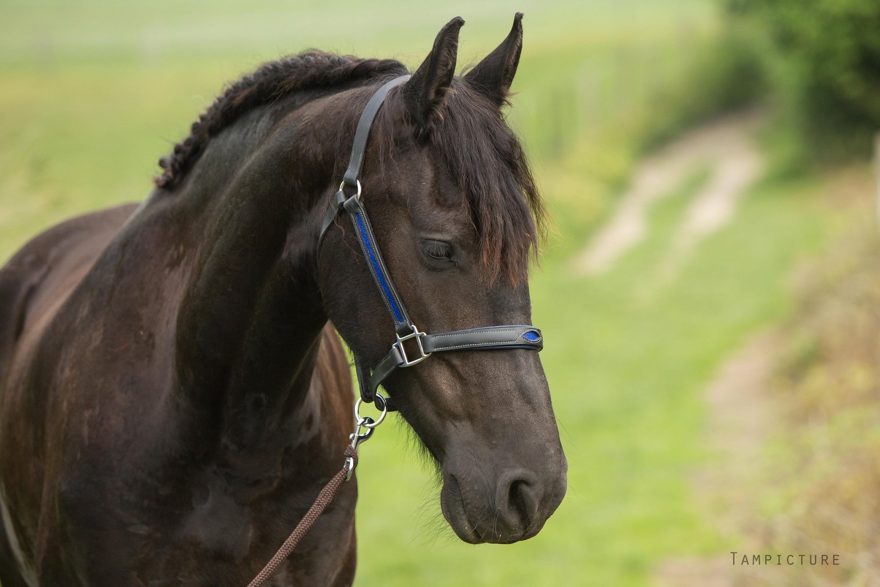 licol sur mesure cheval luxe haut de gamme