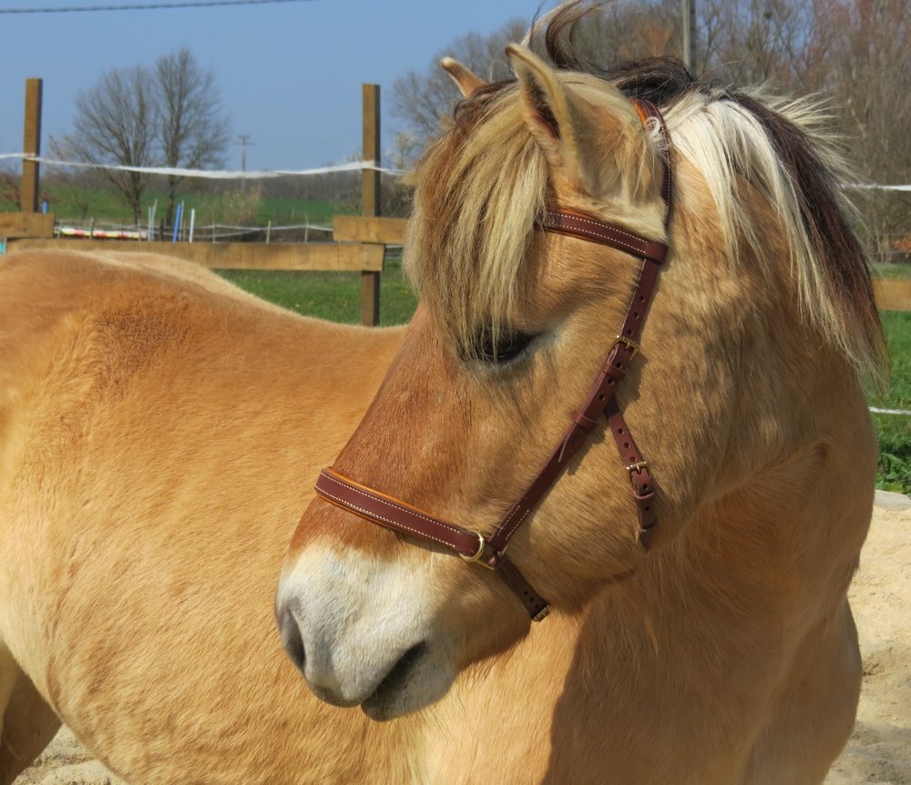 side pull en cuir stable