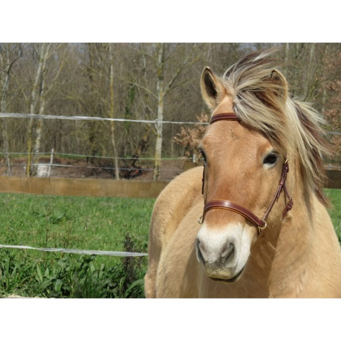 side pull cheval cuir haut de gamme fabriqué en franc