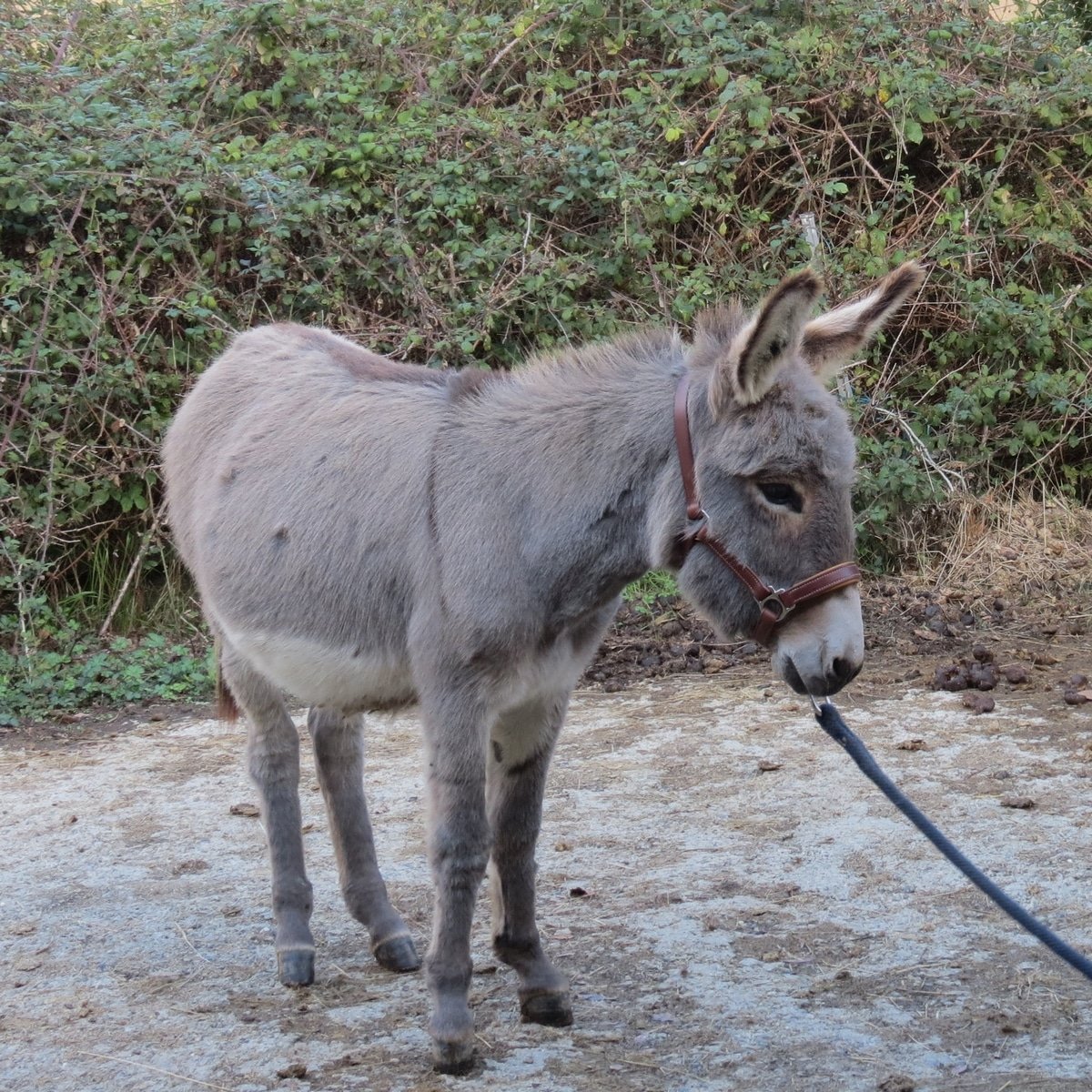 licol en cuir pour âne