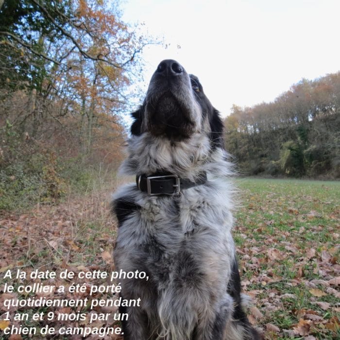 collier solide en cuir pour chien